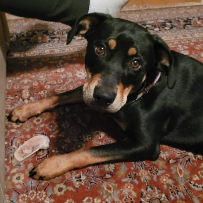 Melanie, a Adoptable mixed breed in Ladson, SC image 5/5