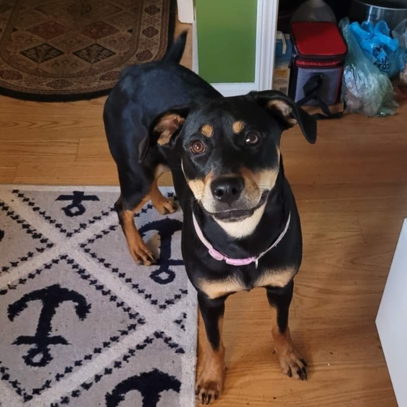 Melanie, Adoptable, Adult Female Rottweiler & Labrador Retriever.