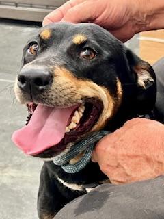 Melanie, Adoptable, Adult Female Rottweiler & Labrador Retriever.