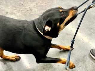 Melanie, a Adoptable mixed breed in Ladson, SC image 2/5