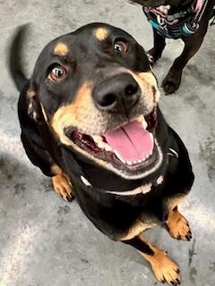 Melanie, a Adoptable mixed breed in Ladson, SC image 3/5