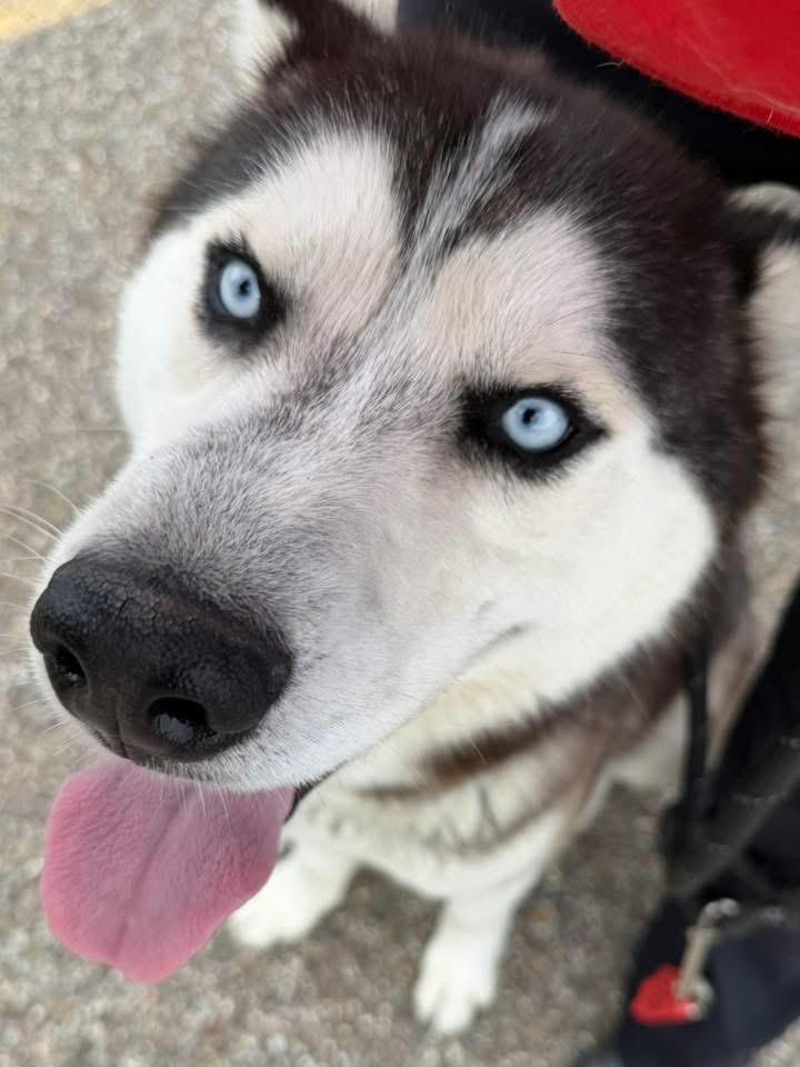 Stanwood AVAILABLE, ADOPTABLE, Adult Male Husky.