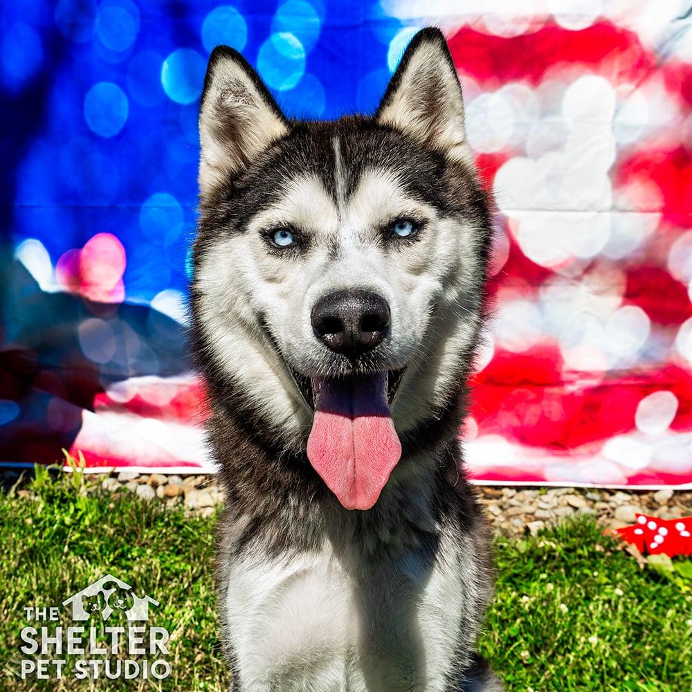 Stanwood AVAILABLE, ADOPTABLE, Adult Male Husky.