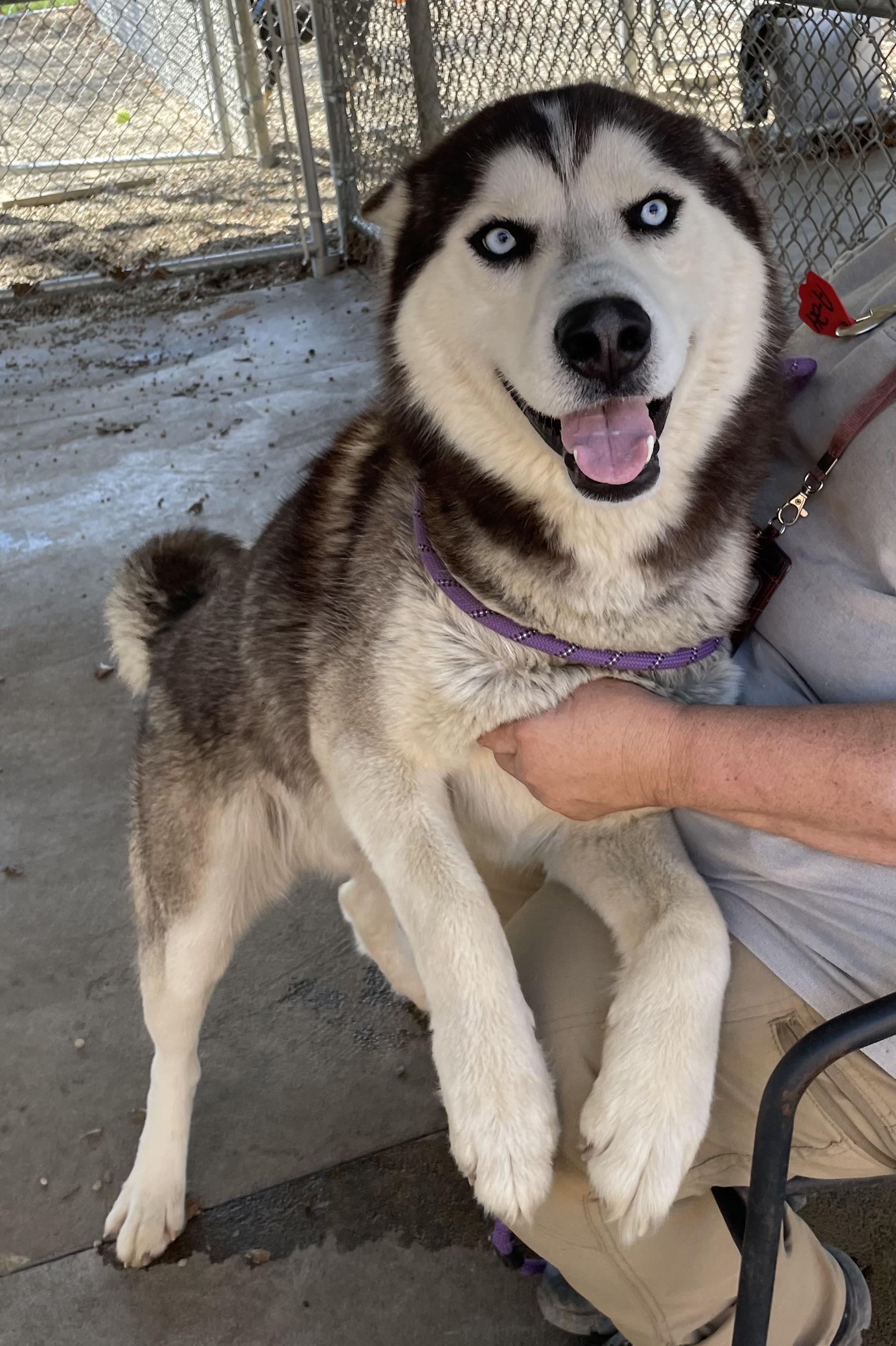 Enlarge Stanwood AVAILABLE, a ADOPTABLE Husky in Canton, OH image 3/5