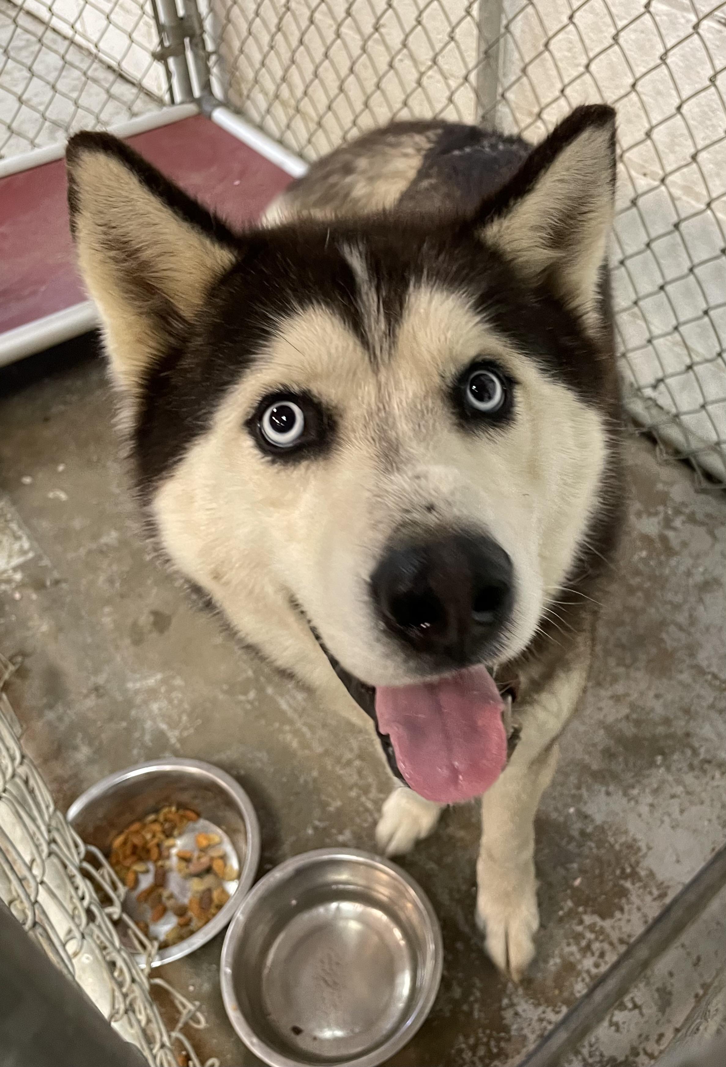 Enlarge Stanwood AVAILABLE, a ADOPTABLE Husky in Canton, OH image 5/5