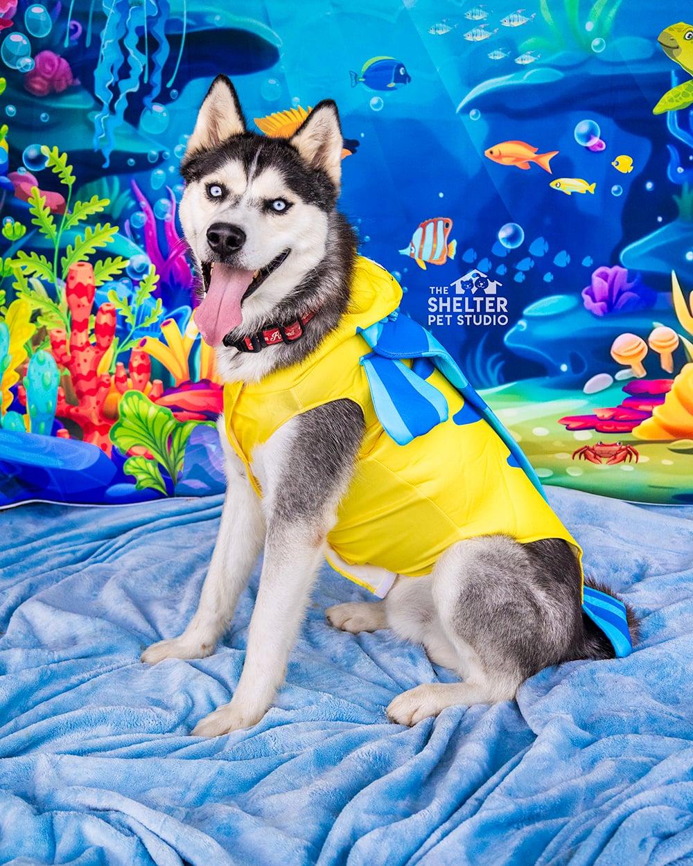 Stanwood AVAILABLE, a ADOPTABLE Husky in Canton, OH image 1/6