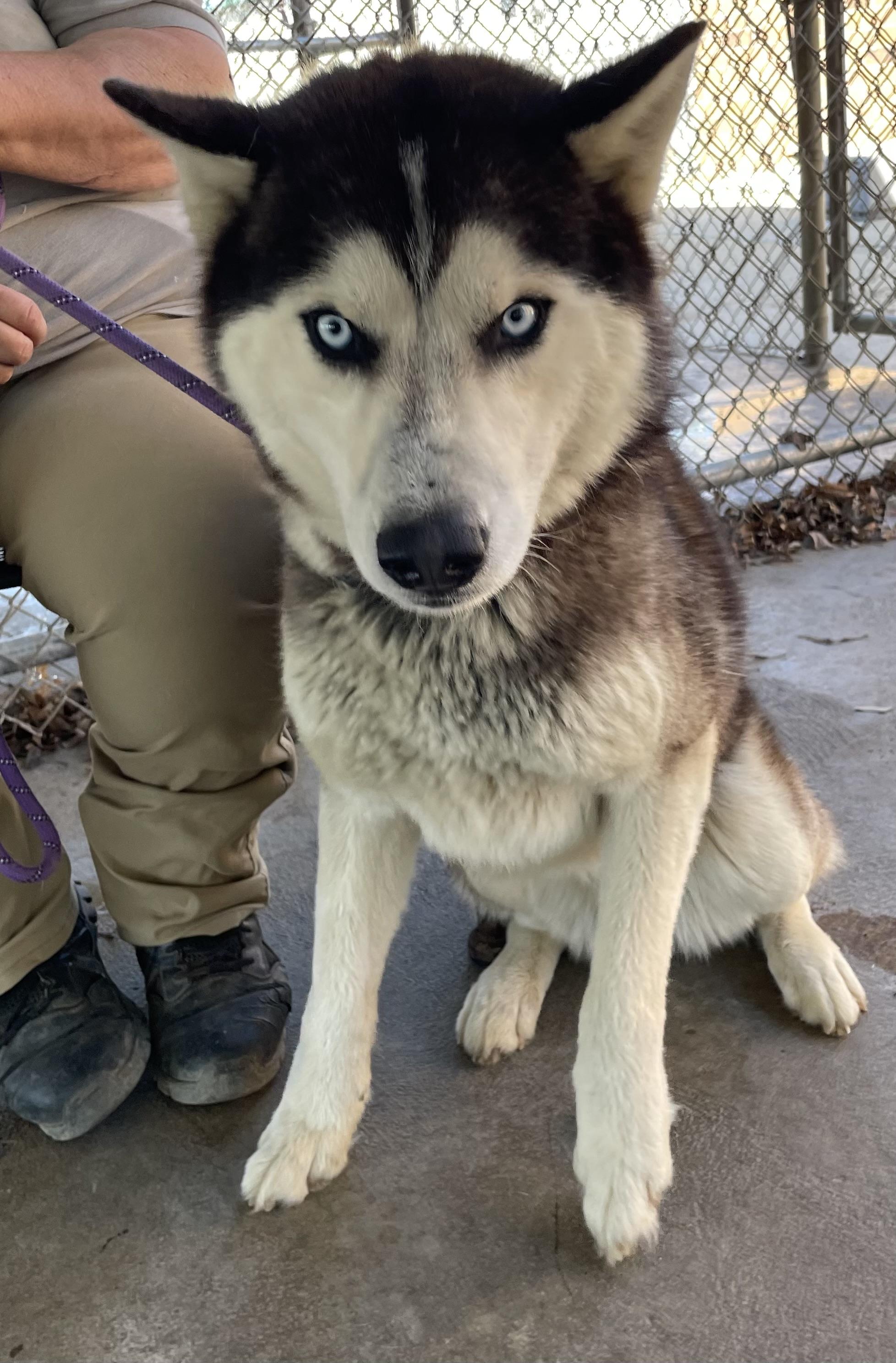 Enlarge Stanwood AVAILABLE, a ADOPTABLE Husky in Canton, OH image 4/5