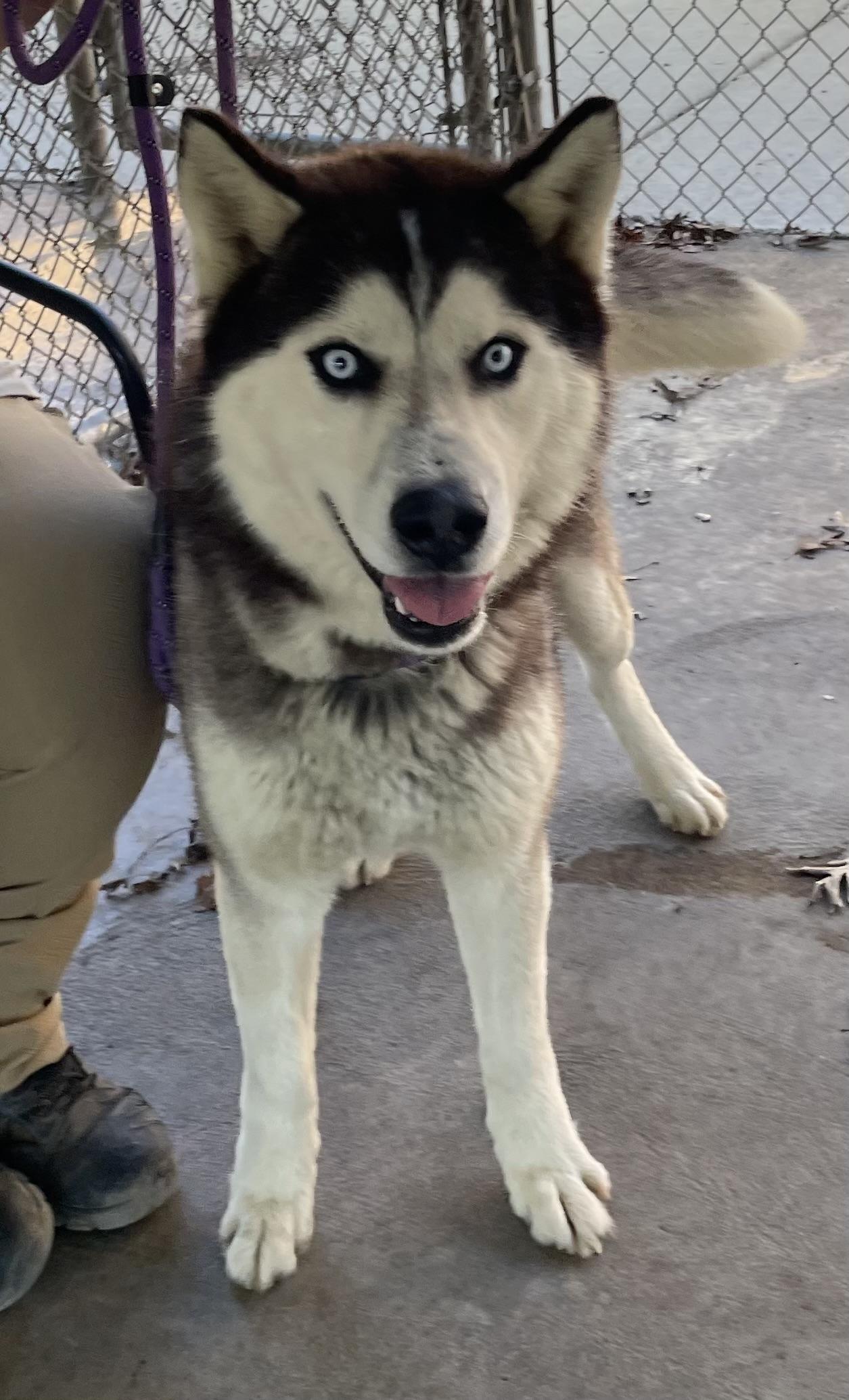 Enlarge Stanwood AVAILABLE, a ADOPTABLE Husky in Canton, OH image 2/5