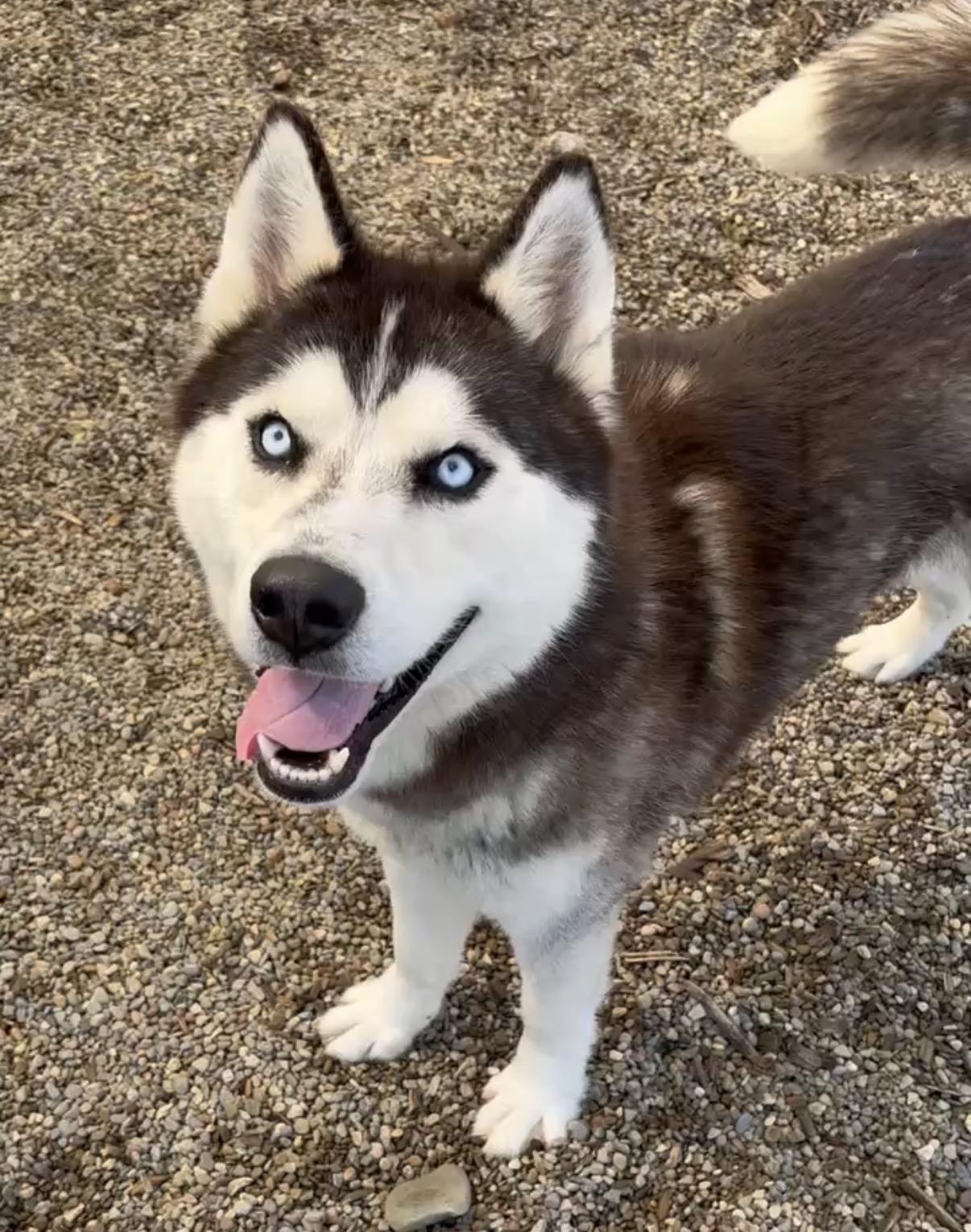 Stanwood AVAILABLE, a ADOPTABLE Husky in Canton, OH image 1/6