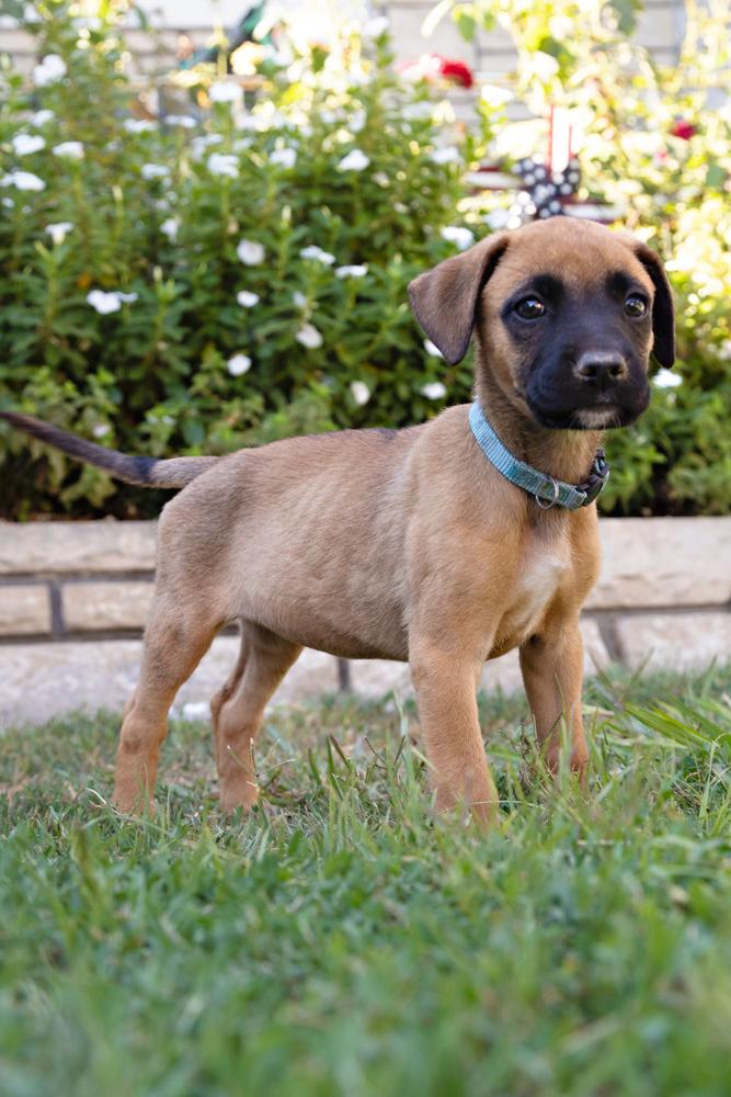 Enlarge Bridgett~ fun and happy, a Adoptable mixed breed in Encino, CA image 5/5