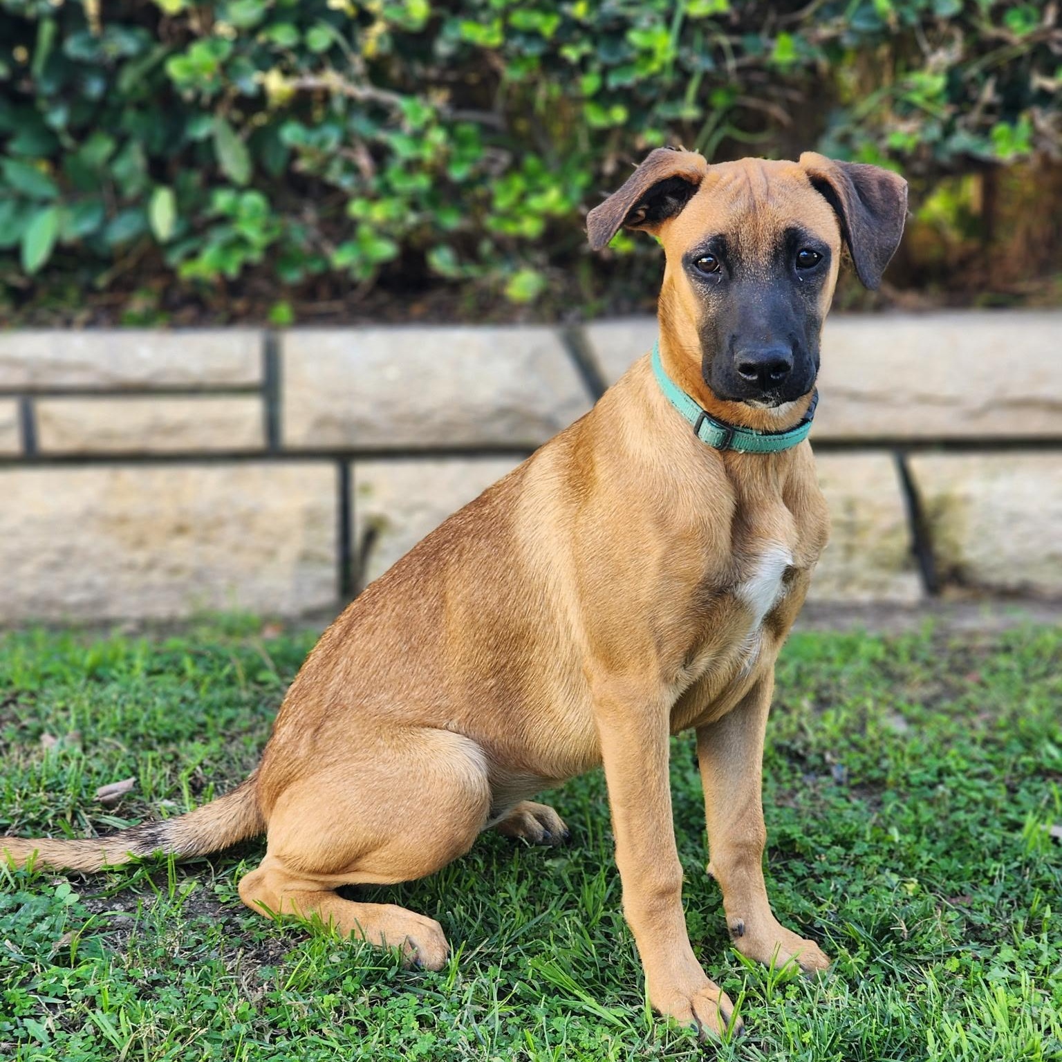 Enlarge Bridgett~ fun and happy, an adopted mixed breed in Irvine, CA image 2/5