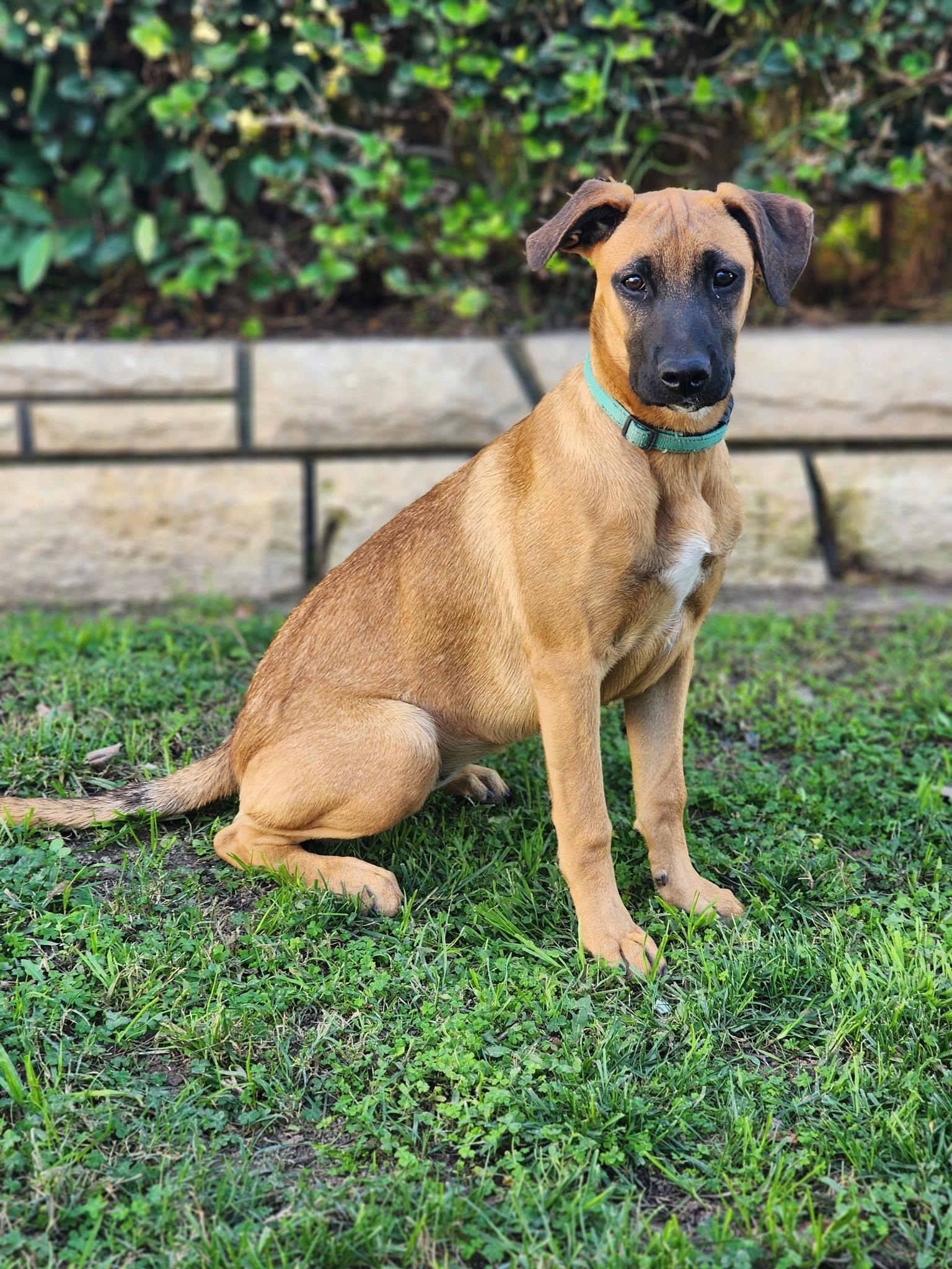 Enlarge Bridgett~ fun and happy, a Adoptable mixed breed in Encino, CA image 2/5