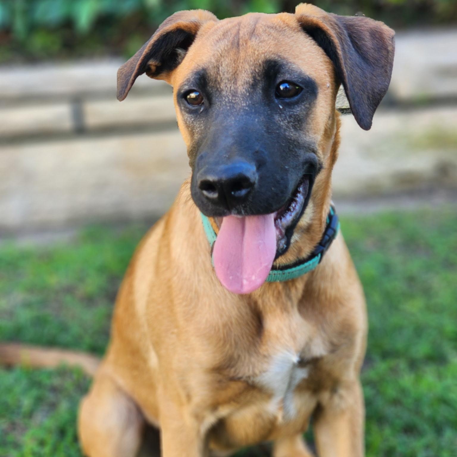 Enlarge Bridgett~ fun and happy, an adopted mixed breed in Irvine, CA image 1/5