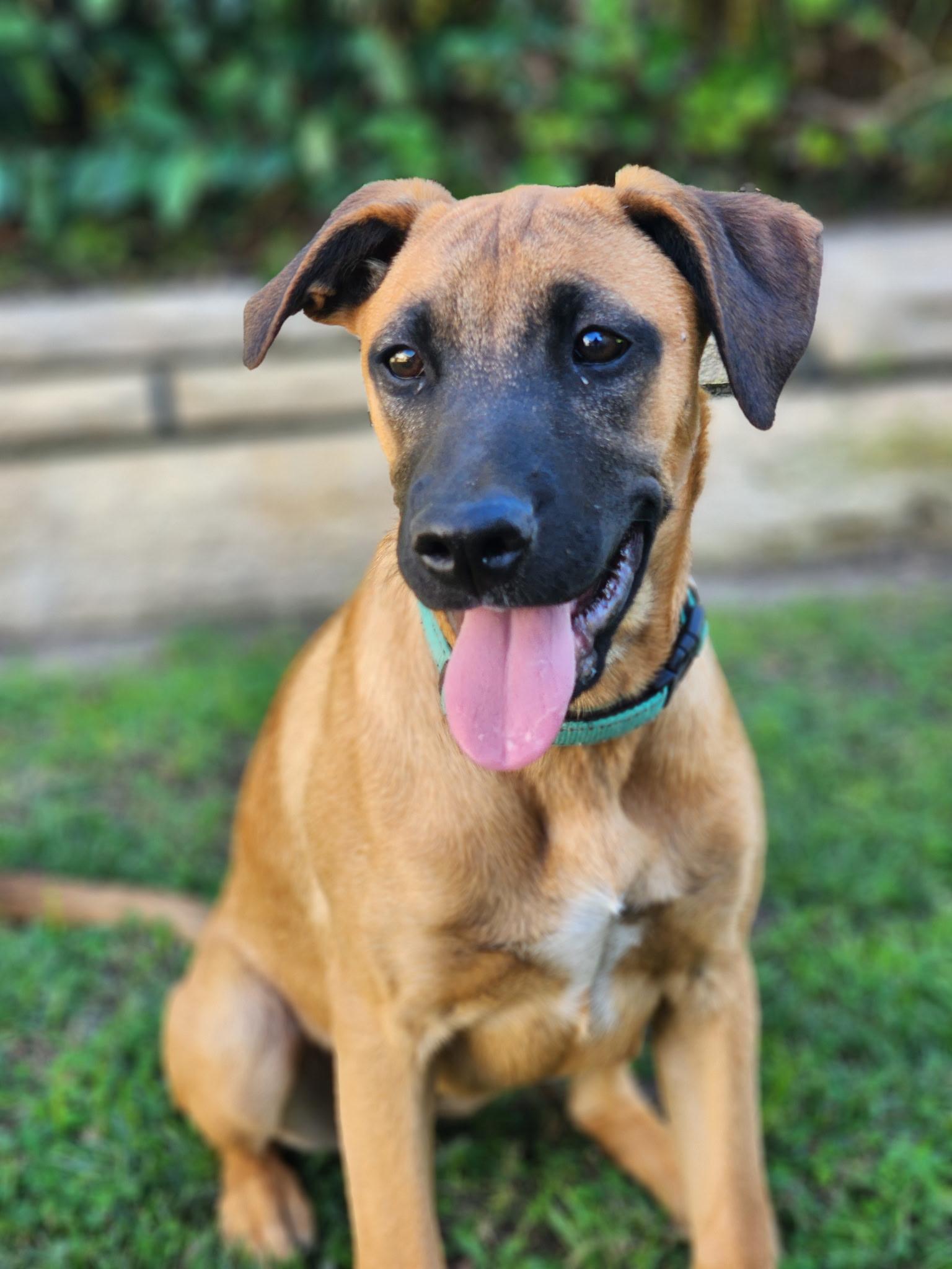 Enlarge Bridgett~ fun and happy, a Adoptable mixed breed in Encino, CA image 1/5