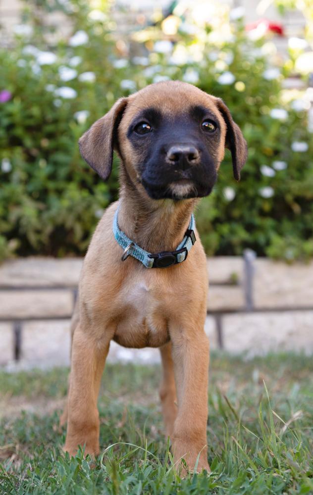 Enlarge Bridgett~ fun and happy, a Adoptable mixed breed in Encino, CA image 4/5