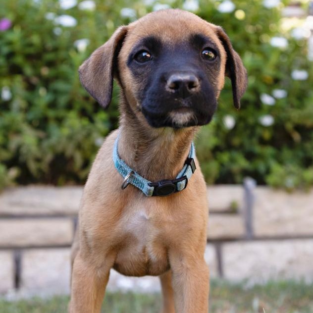 Enlarge Bridgett~ fun and happy, an adopted mixed breed in Irvine, CA image 4/5