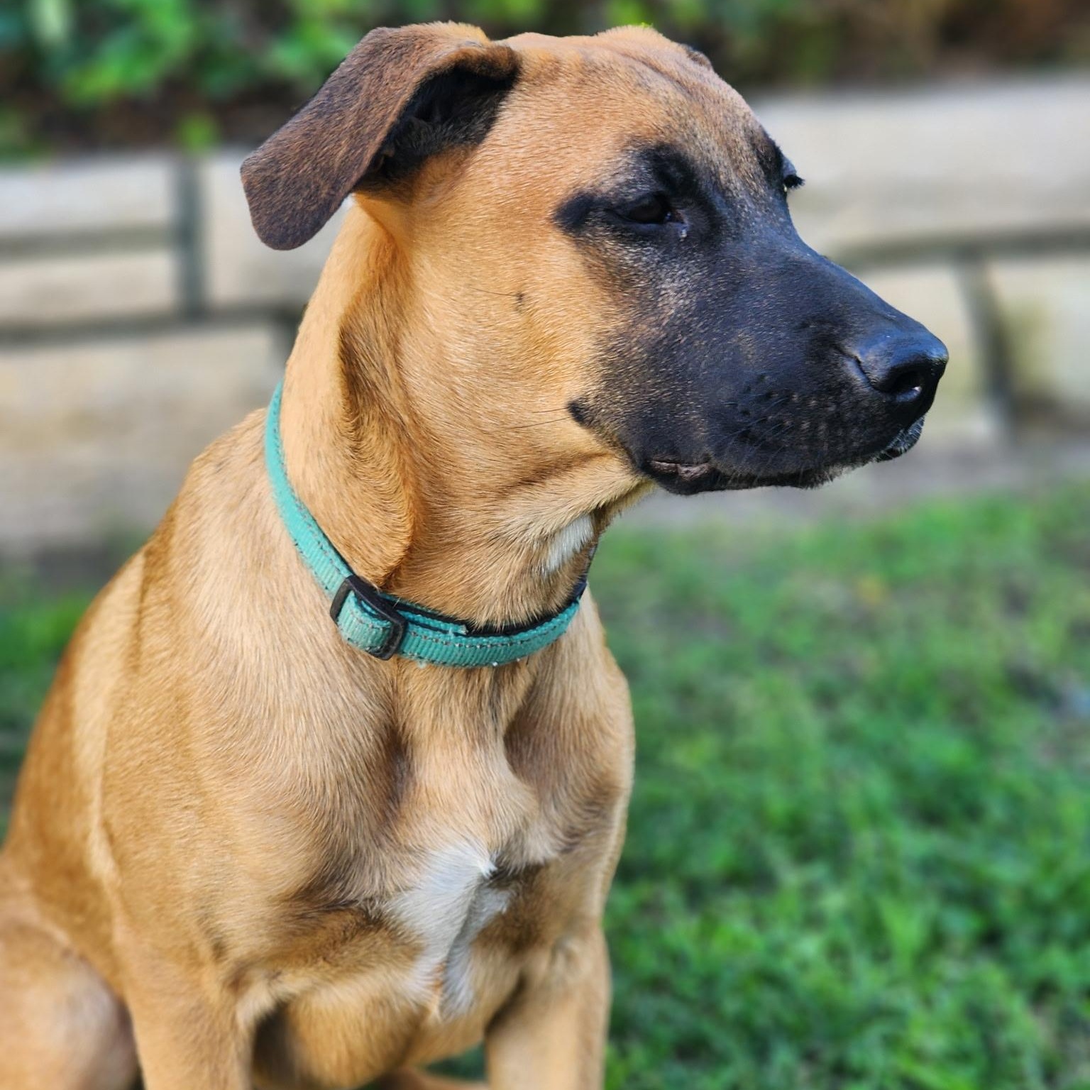 Enlarge Bridgett~ fun and happy, an adopted mixed breed in Irvine, CA image 3/5