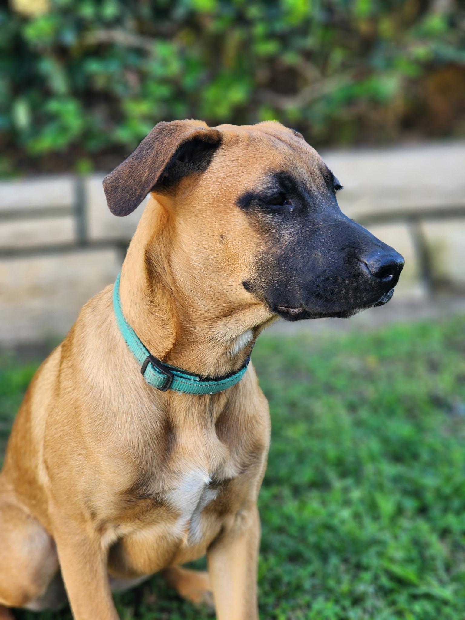 Enlarge Bridgett~ fun and happy, a Adoptable mixed breed in Encino, CA image 3/5