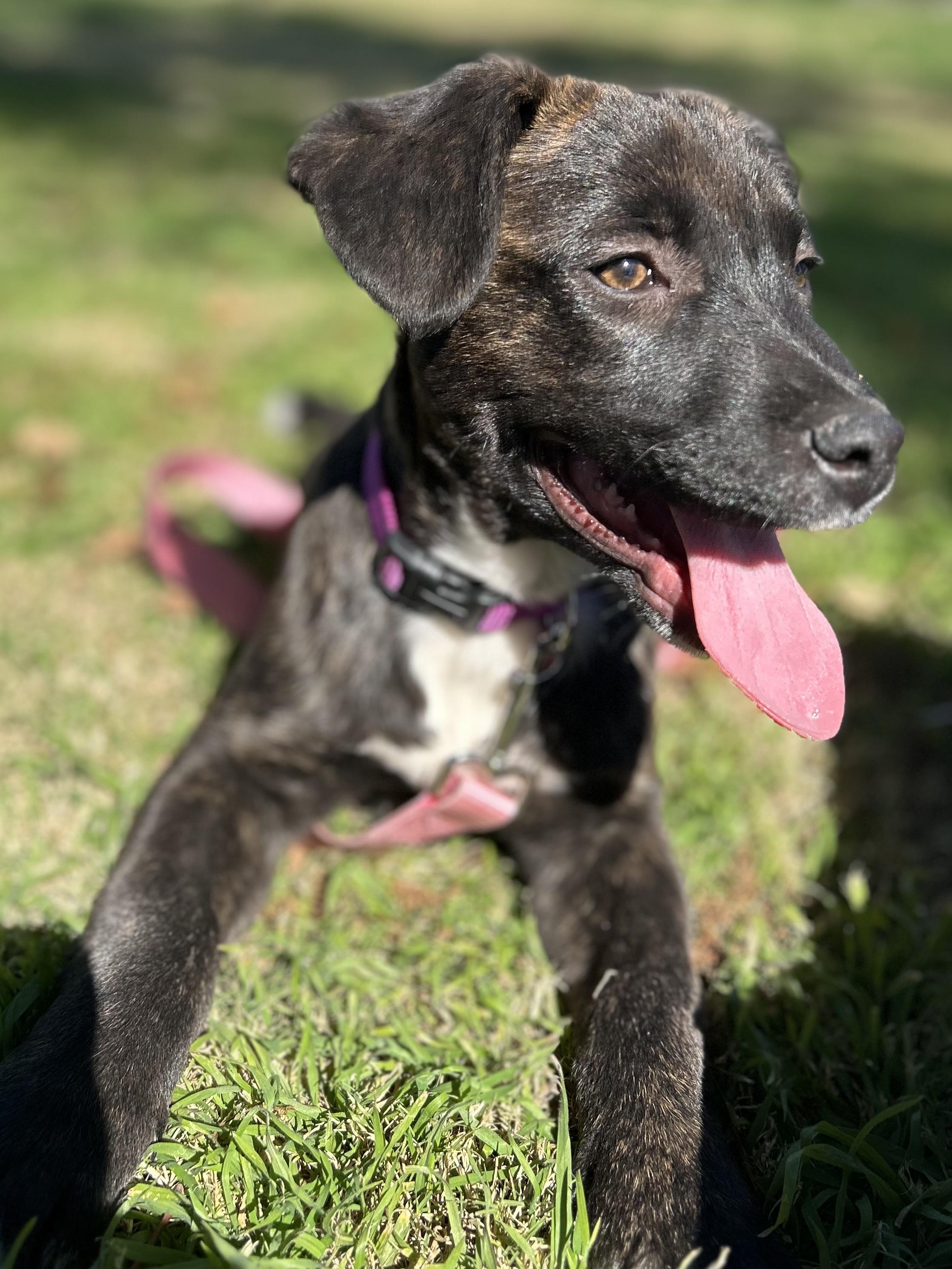 Enlarge Nila, an adopted mixed breed in Gilbert, AZ image 2/6