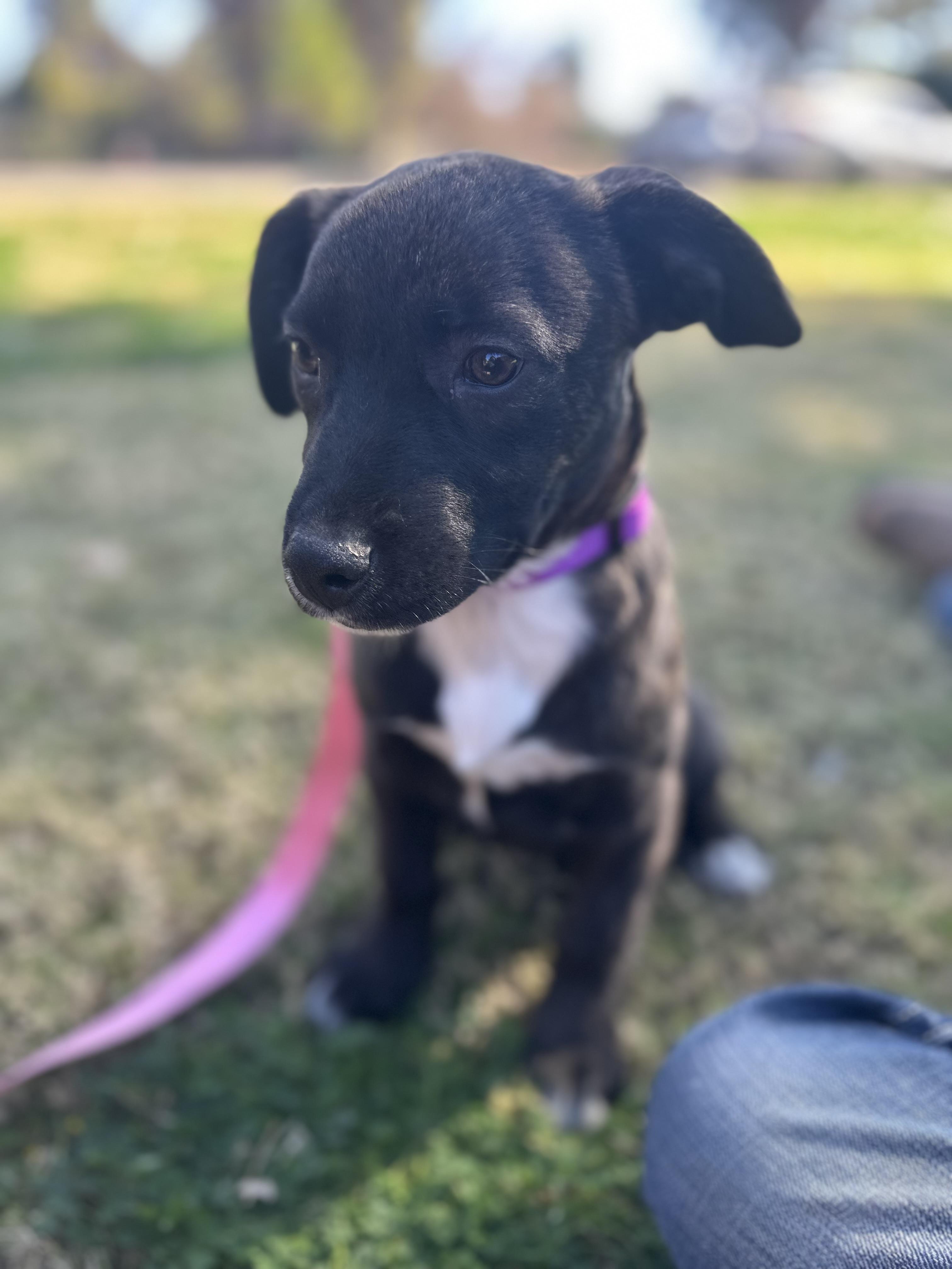 Enlarge Nila, an adopted mixed breed in Gilbert, AZ image 3/6