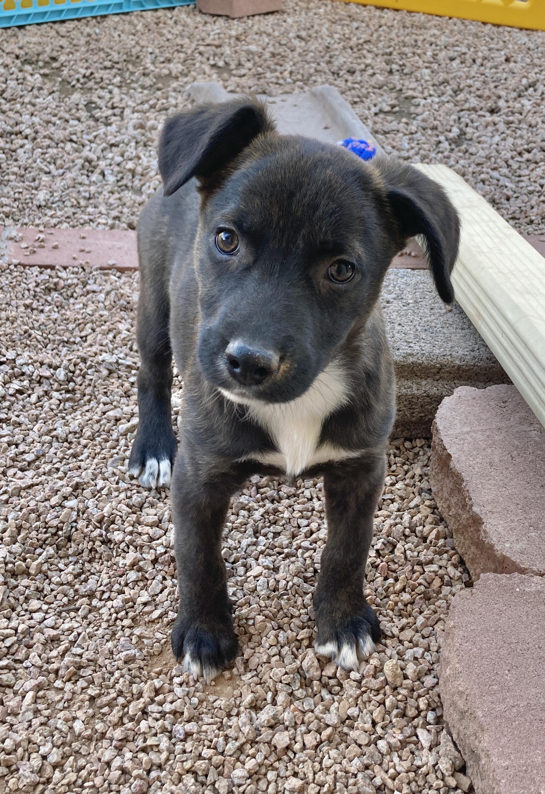 Enlarge Nila, an adopted mixed breed in Gilbert, AZ image 5/6