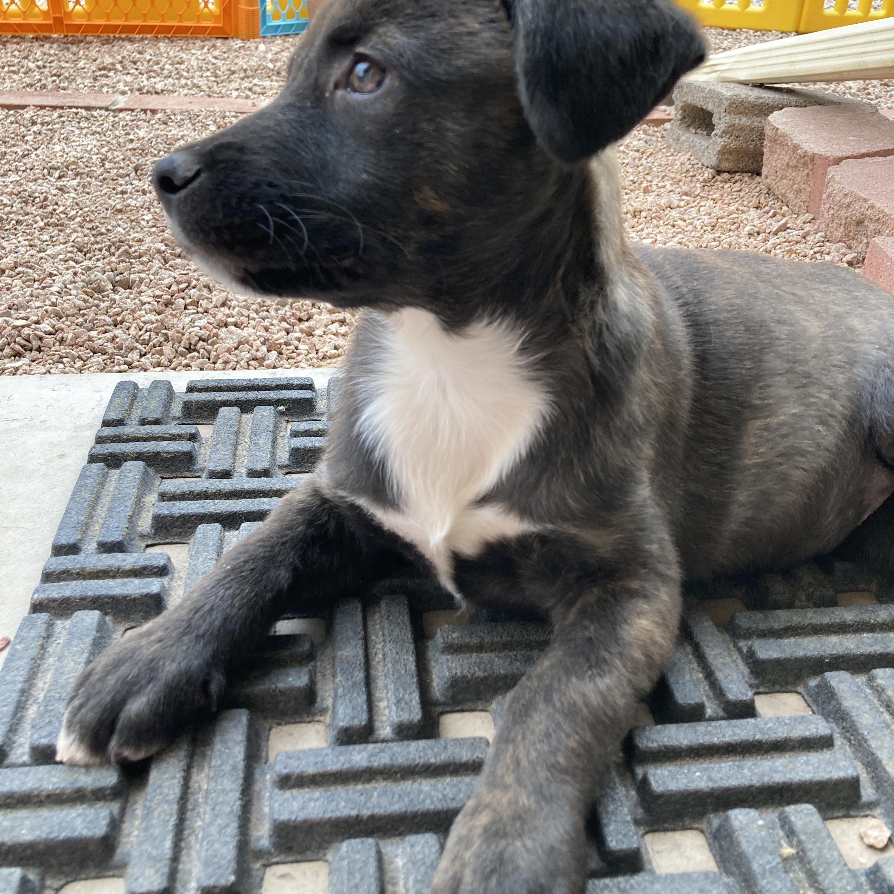 Enlarge Nila, an adopted mixed breed in Gilbert, AZ image 6/6