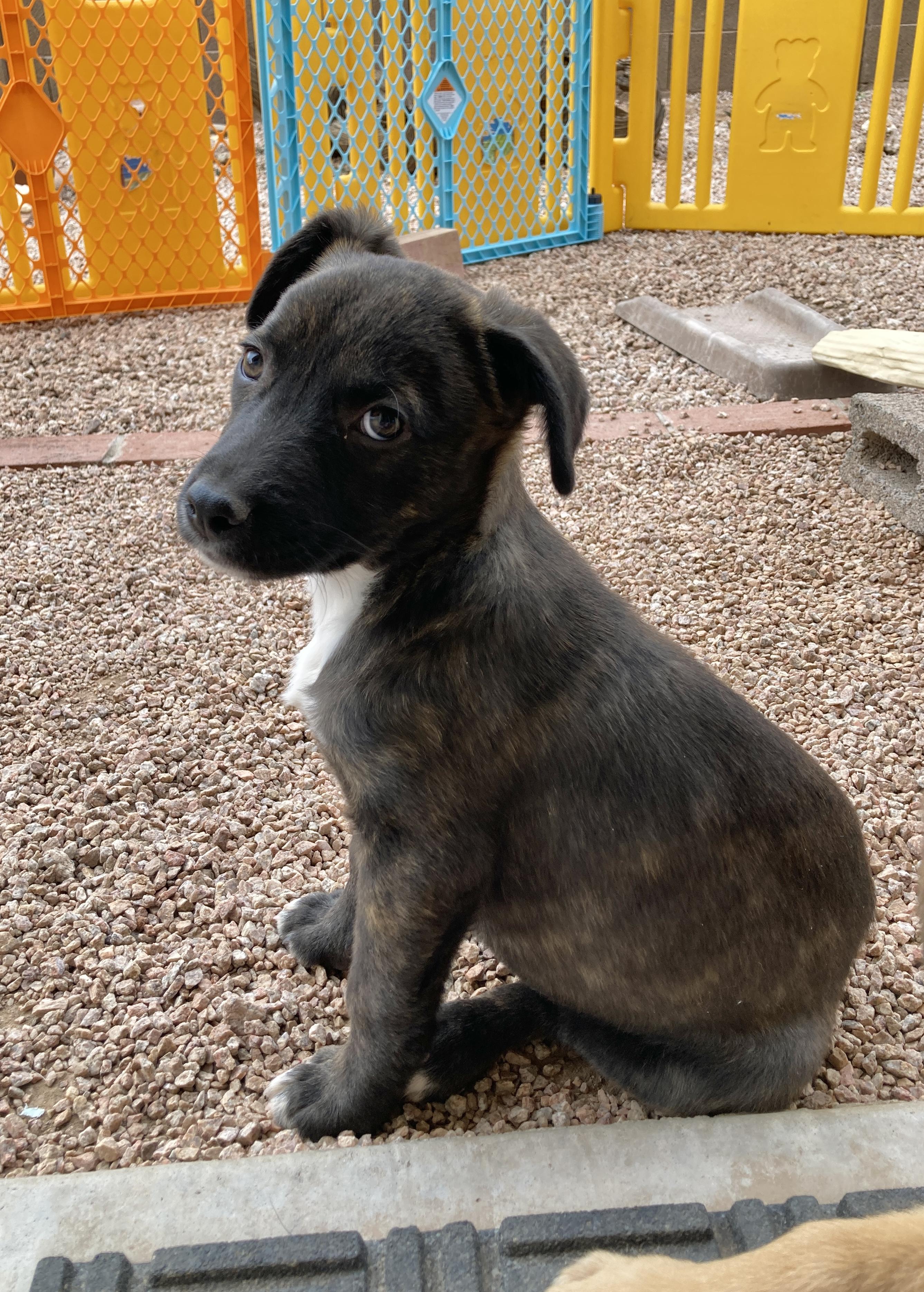 Enlarge Nila, an adopted mixed breed in Gilbert, AZ image 4/6