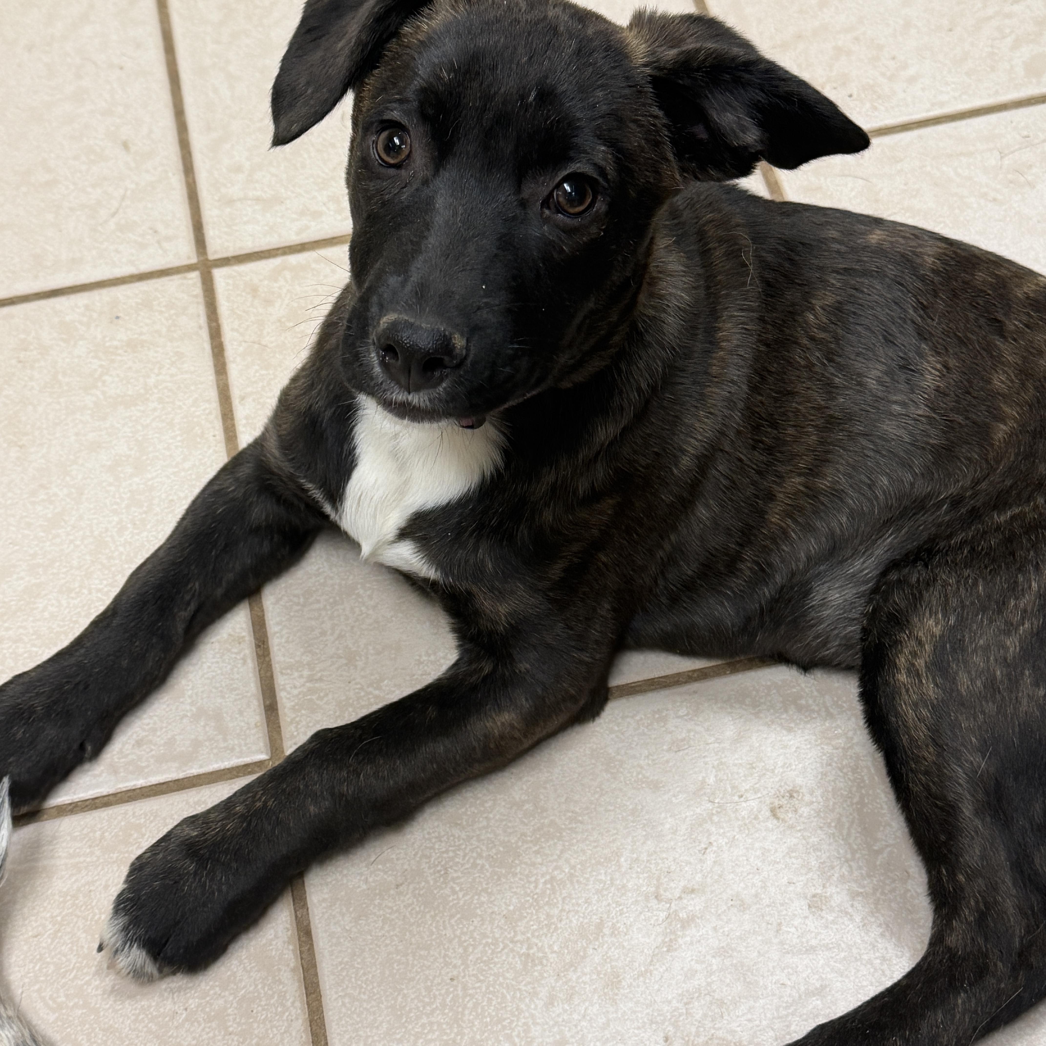 Enlarge Nila, an adopted mixed breed in Gilbert, AZ image 1/6