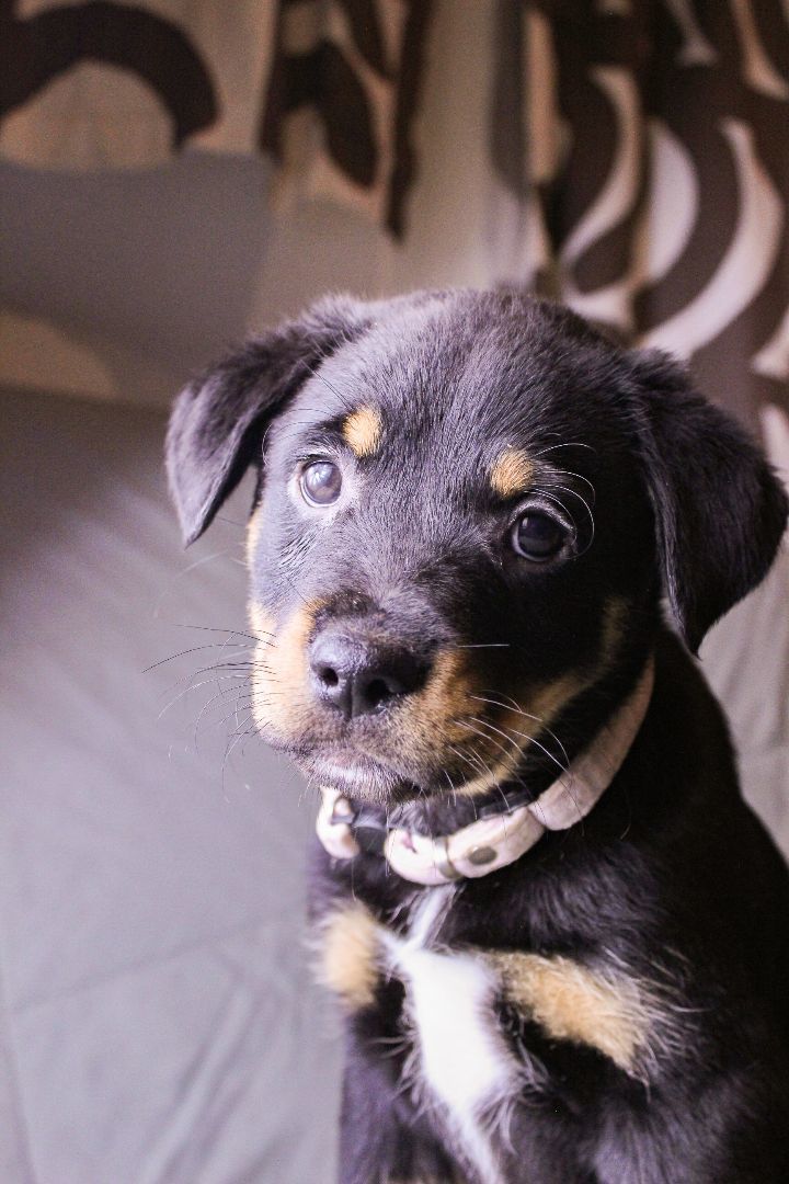 Lupita, Adopted, Puppy Female Mixed Breed.