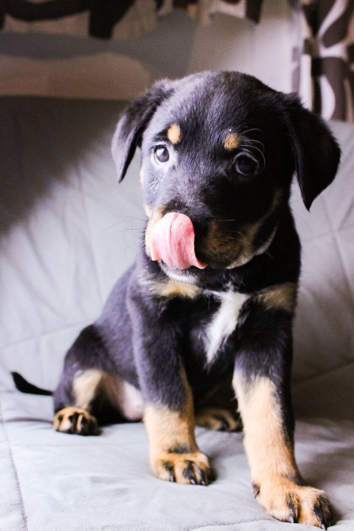 Enlarge Lupita, a Adopted mixed breed in Houston, TX image 2/3