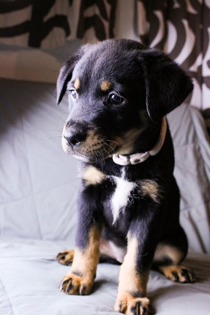 Enlarge Lupita, a Adopted mixed breed in Houston, TX image 3/3