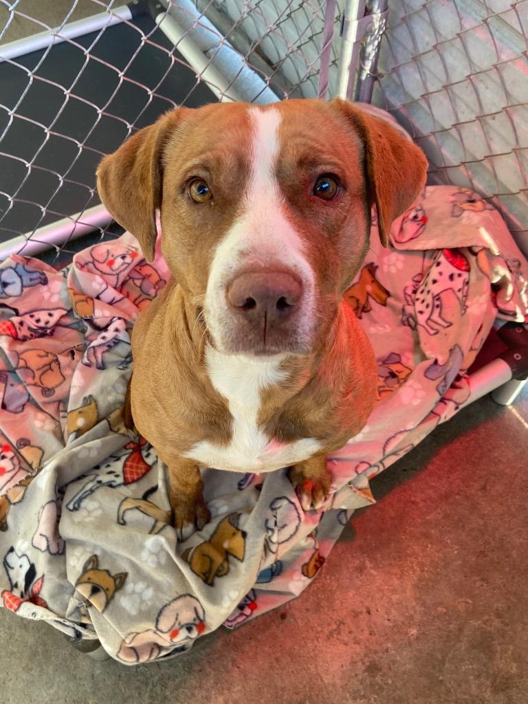 Enlarge Odette, a Adoptable mixed breed in Swainsboro, GA image 1/1