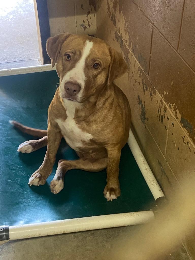 Enlarge Odette, a Adoptable mixed breed in Swainsboro, GA image 2/2