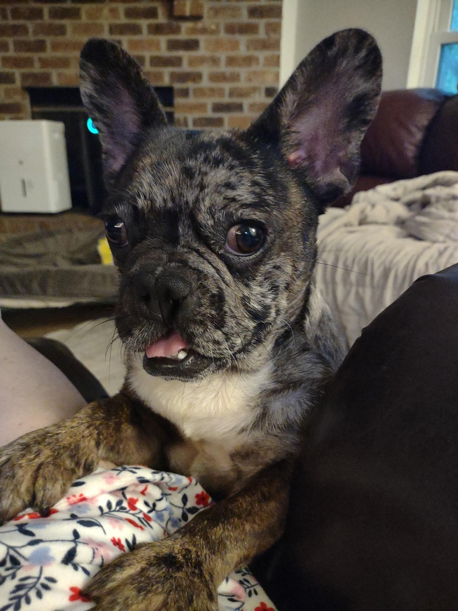 Wolf, ADOPTABLE, Young Male French Bulldog.