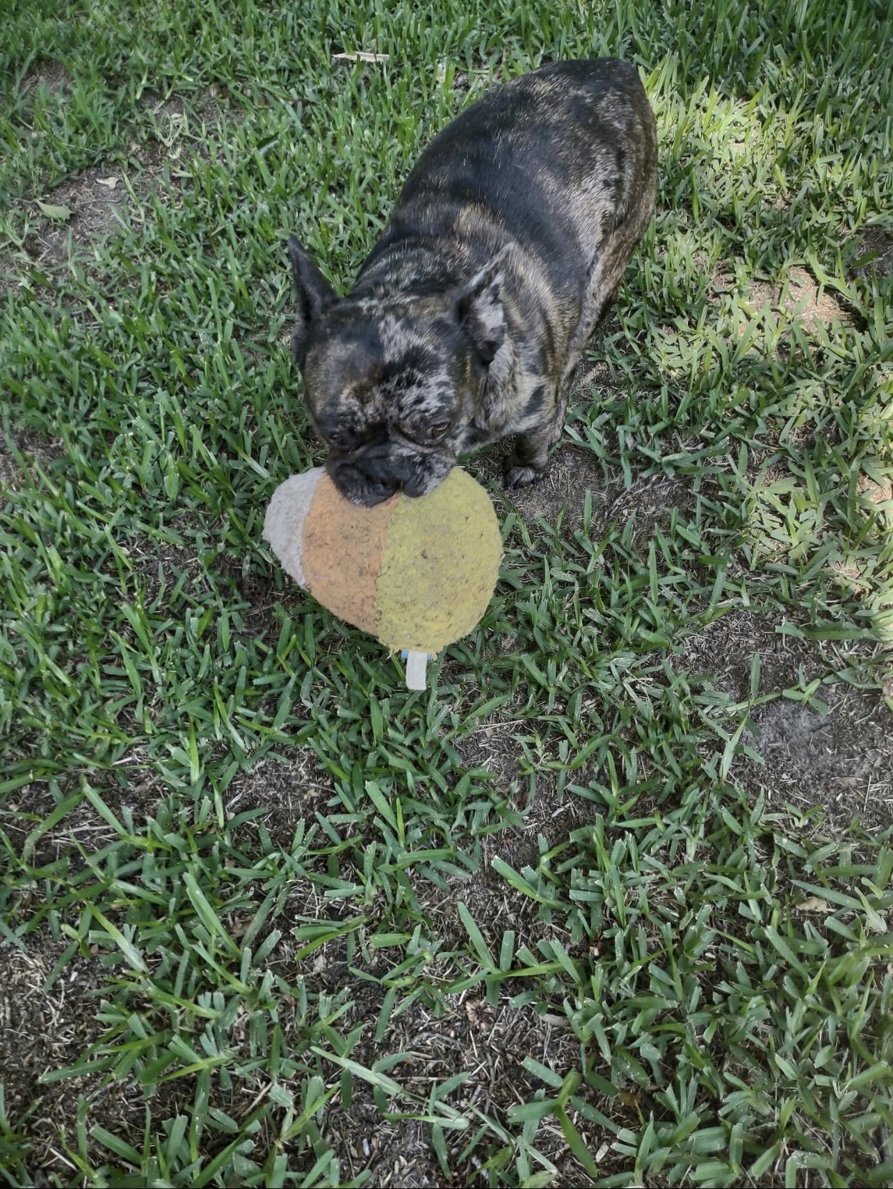 Wolf, ADOPTABLE, Young Male French Bulldog.