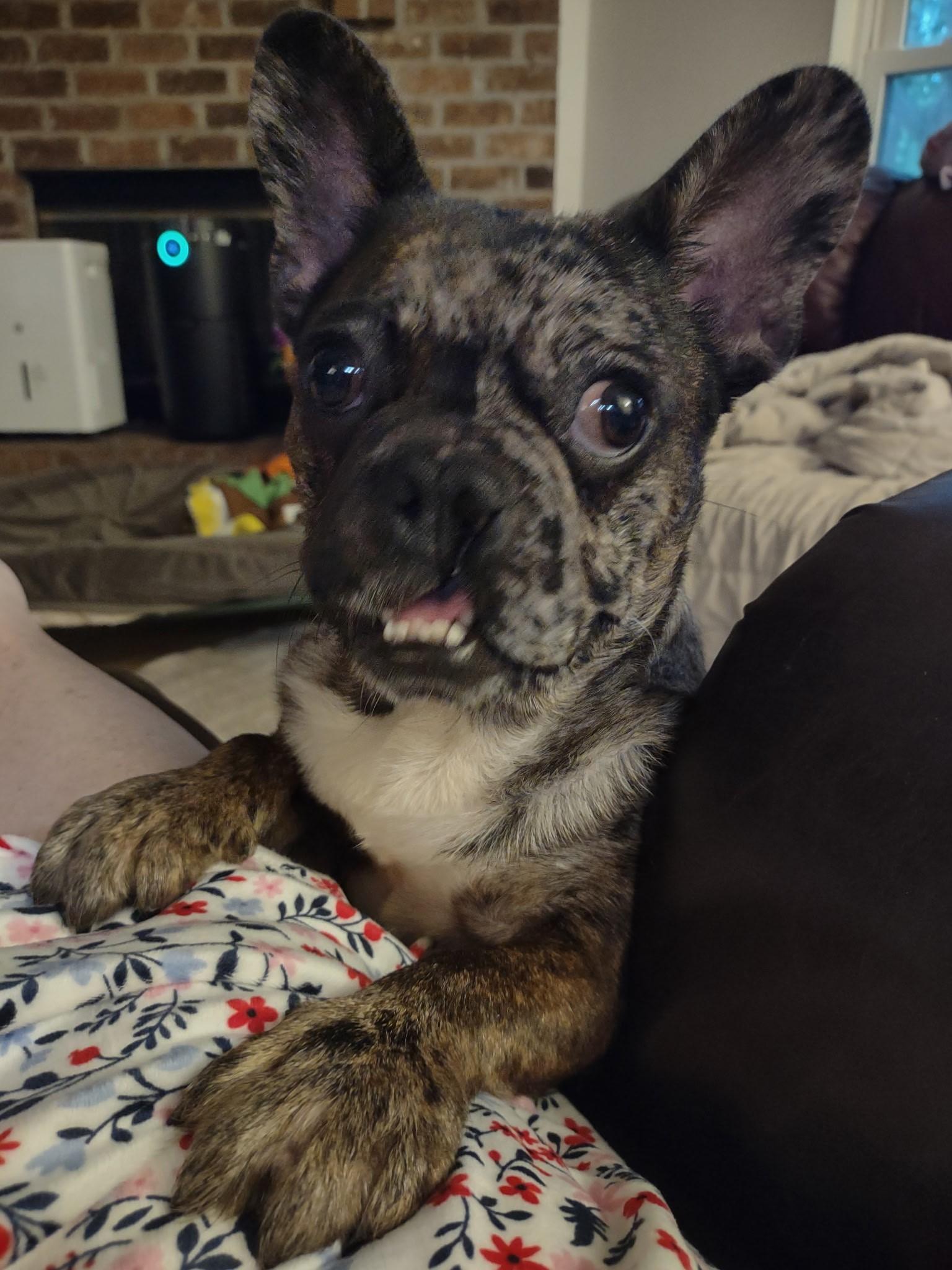 Enlarge Wolf, a ADOPTABLE French Bulldog in Bonneau, SC image 2/2