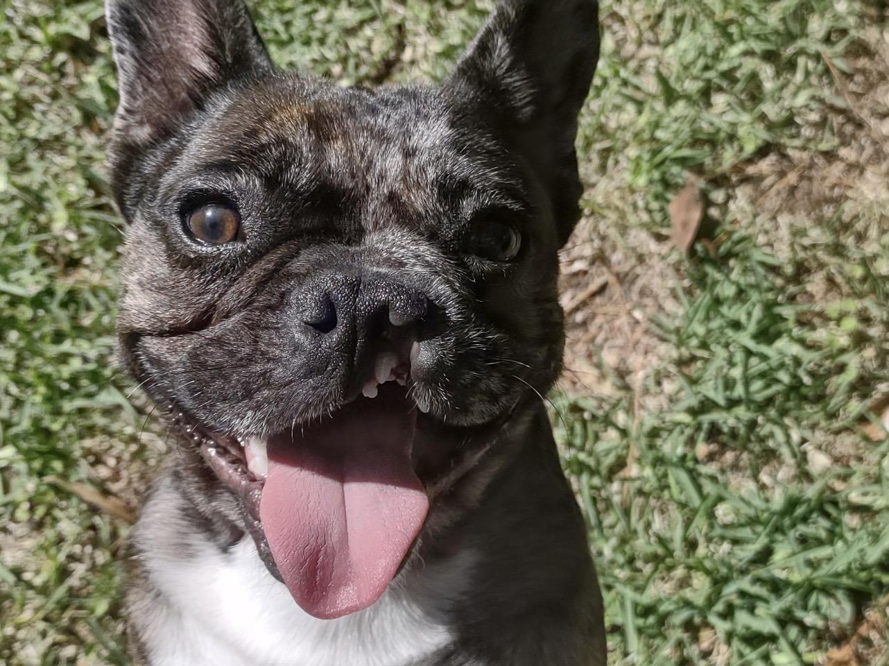 Enlarge Wolf, a ADOPTABLE French Bulldog in Bonneau, SC image 4/5
