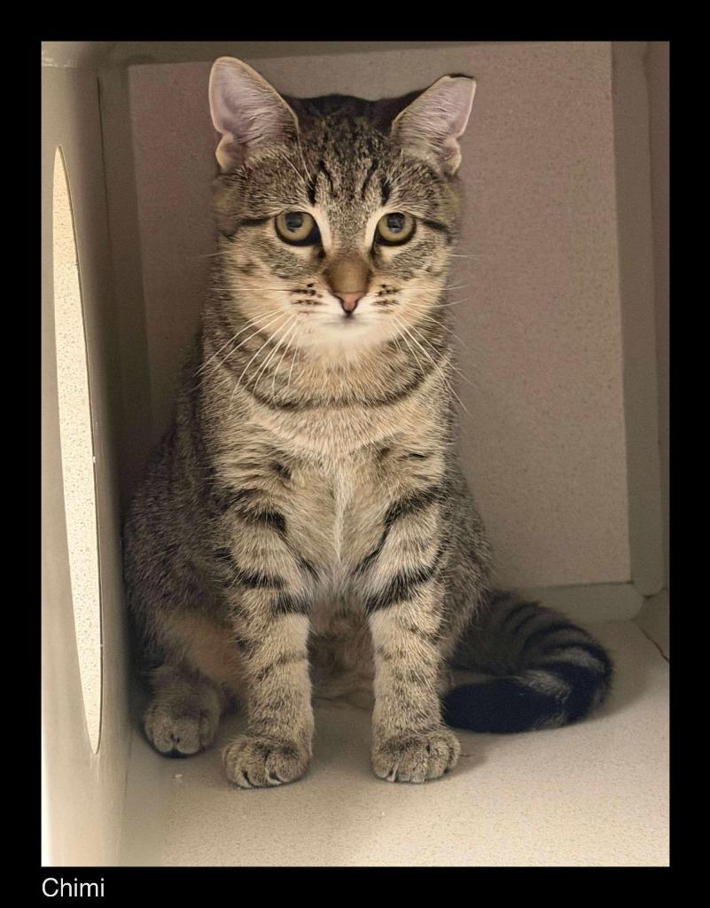 Chimi, Adoptable, Young Female Tiger.