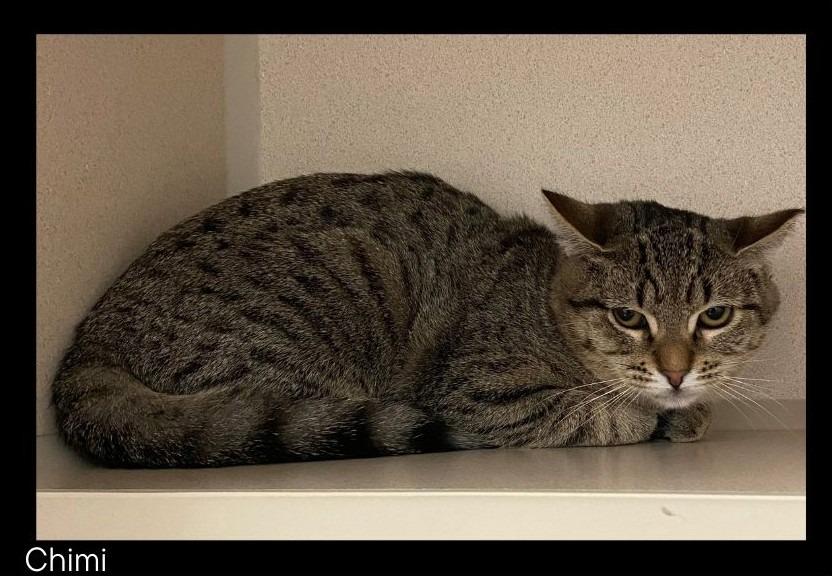 Enlarge Chimi, a Adoptable Tiger in Chino Valley, AZ image 2/2