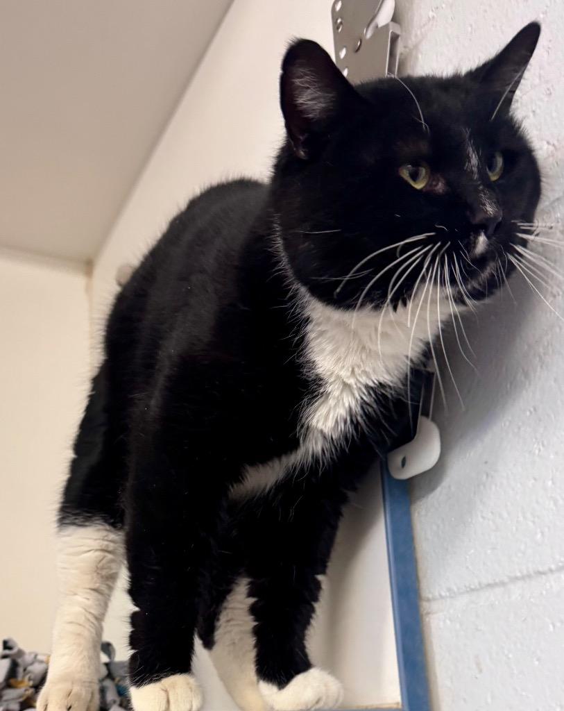 Vinny, Adoptable, Adult Male Domestic Short Hair.