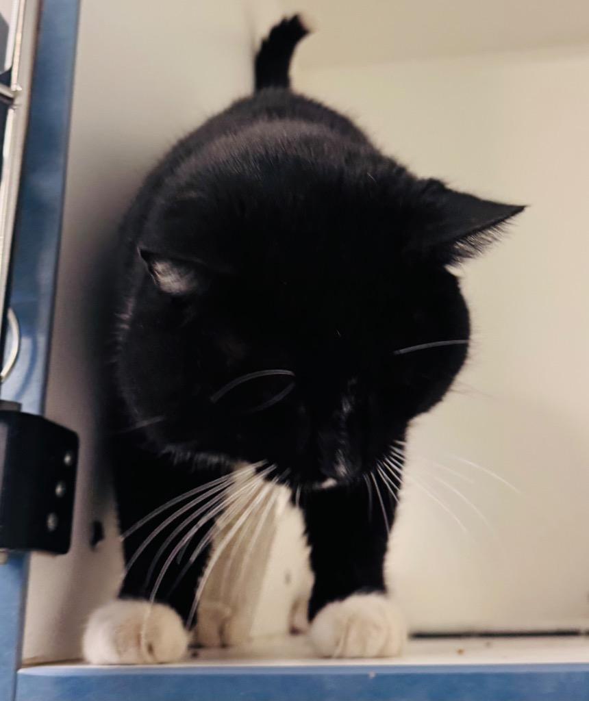 Vinny, Adoptable, Adult Male Domestic Short Hair.