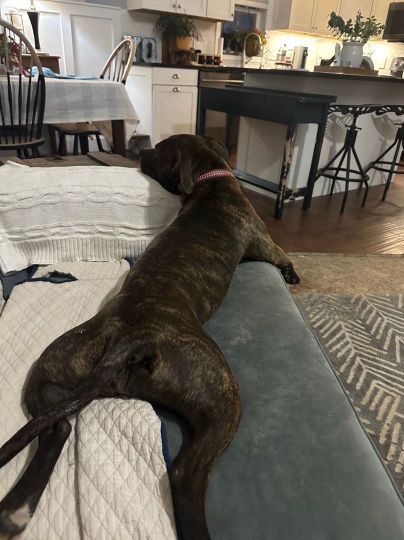 Ellie 6