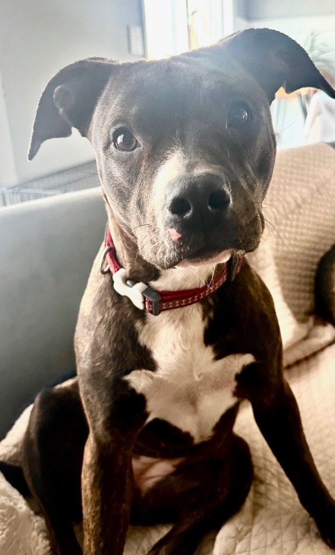 Ellie 4