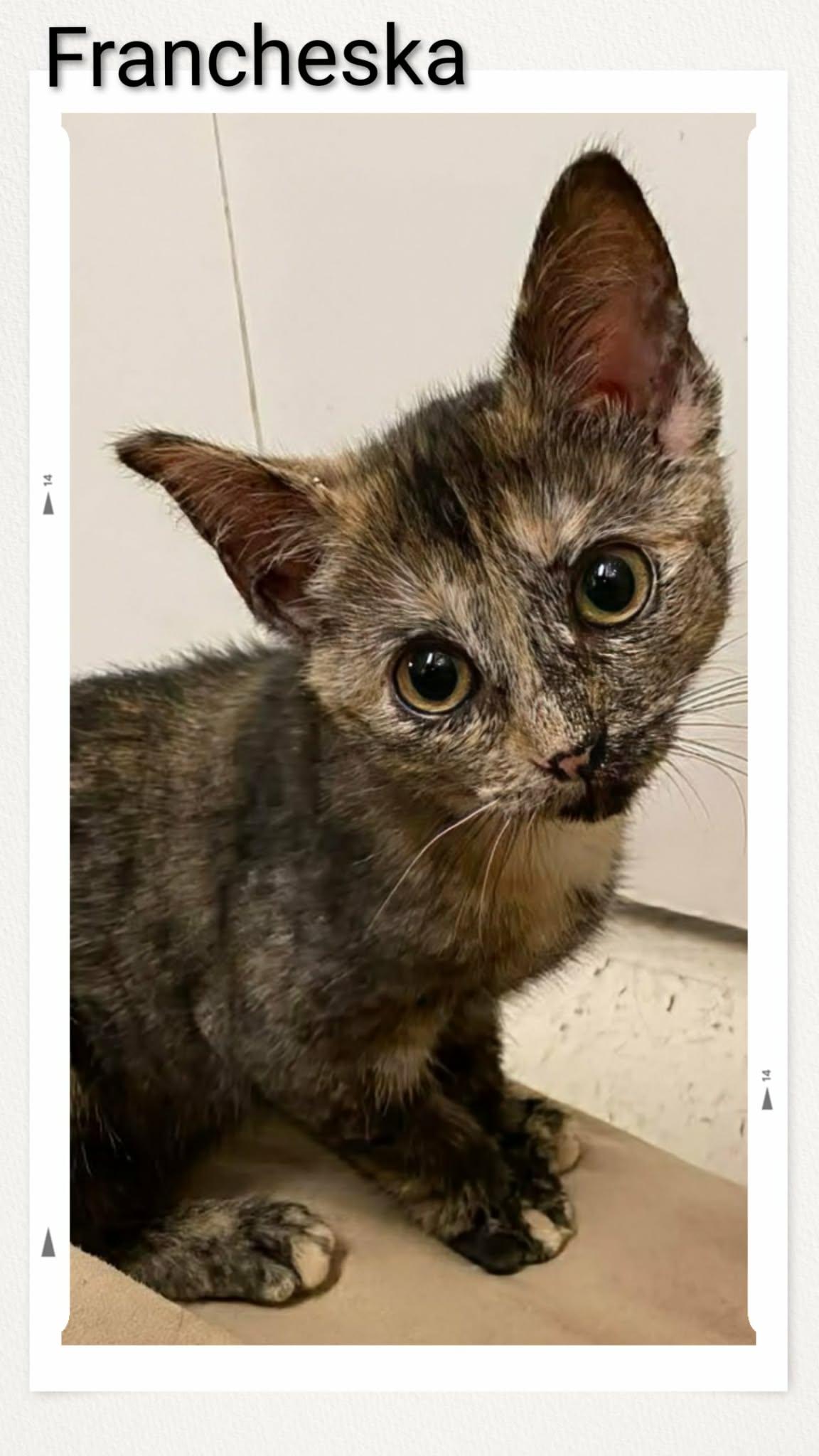 Francheska, Adopted, Young Female Domestic Short Hair.