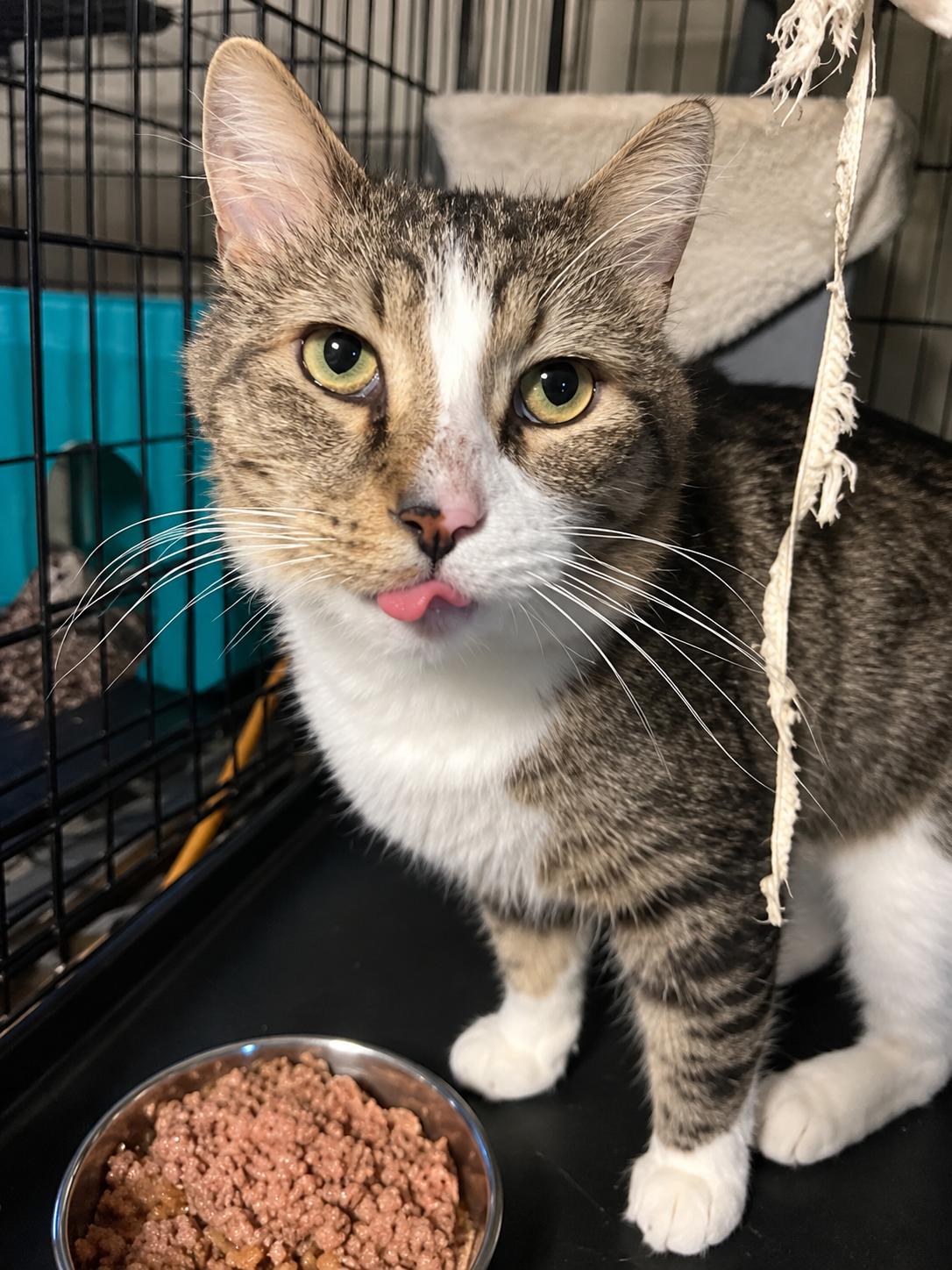 Enlarge Kenny, a Adoptable Domestic Medium Hair in Bloomfield, NJ image 5/6