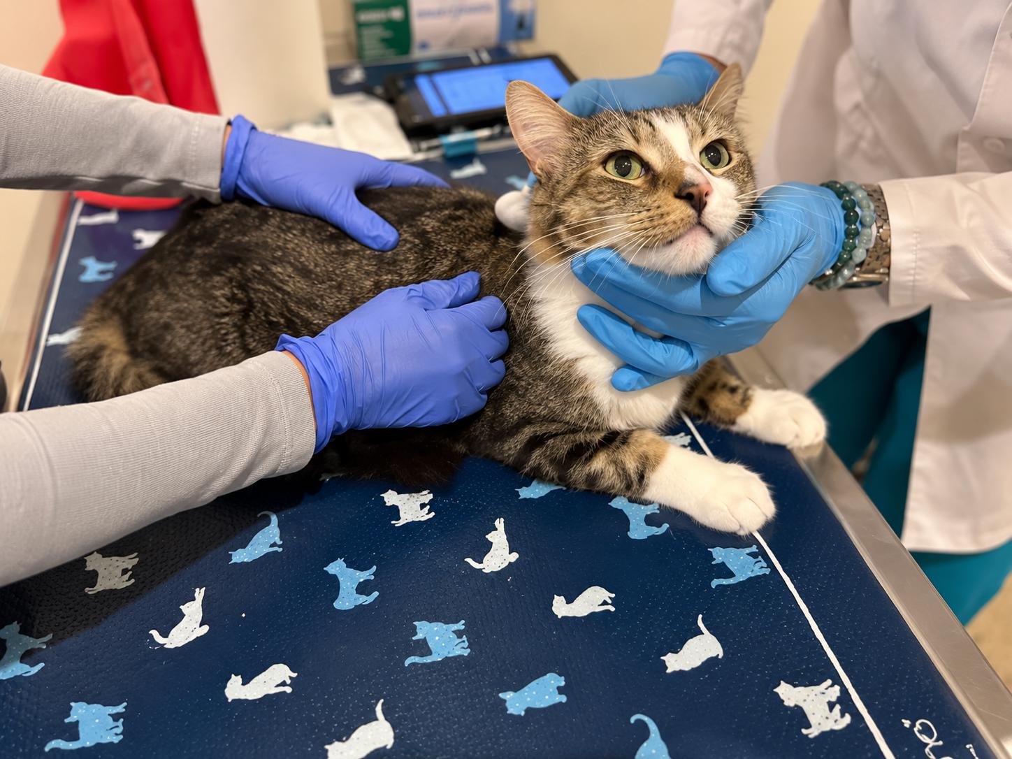 Enlarge Kenny, a Adoptable Domestic Medium Hair in Bloomfield, NJ image 6/6