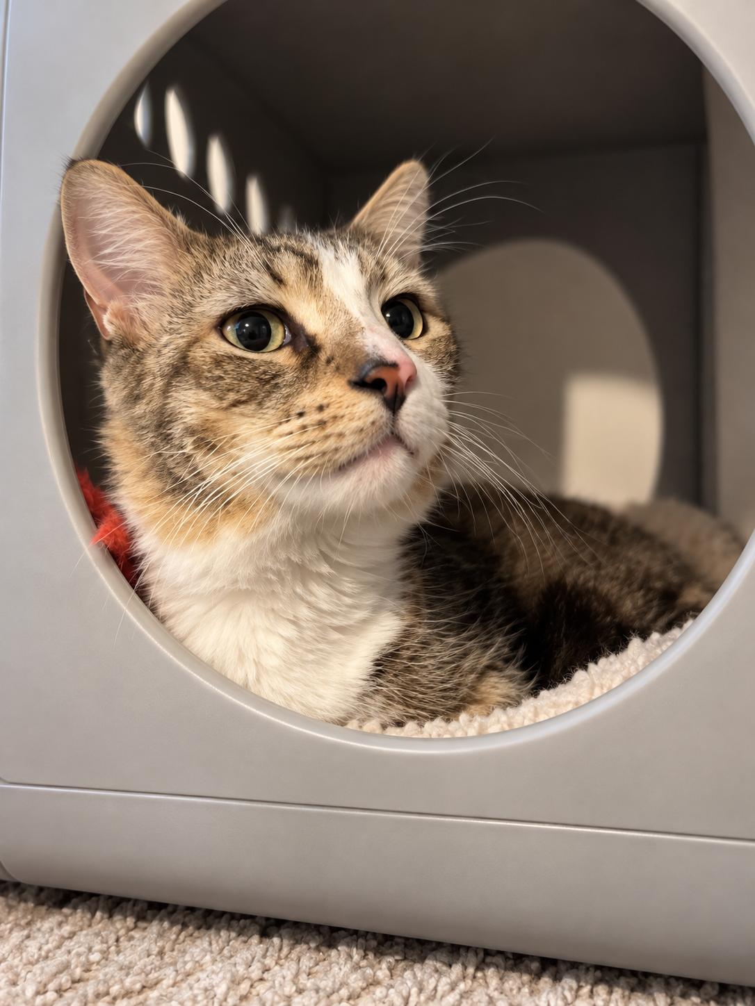 Enlarge Kenny, a Adoptable Domestic Medium Hair in Bloomfield, NJ image 4/6