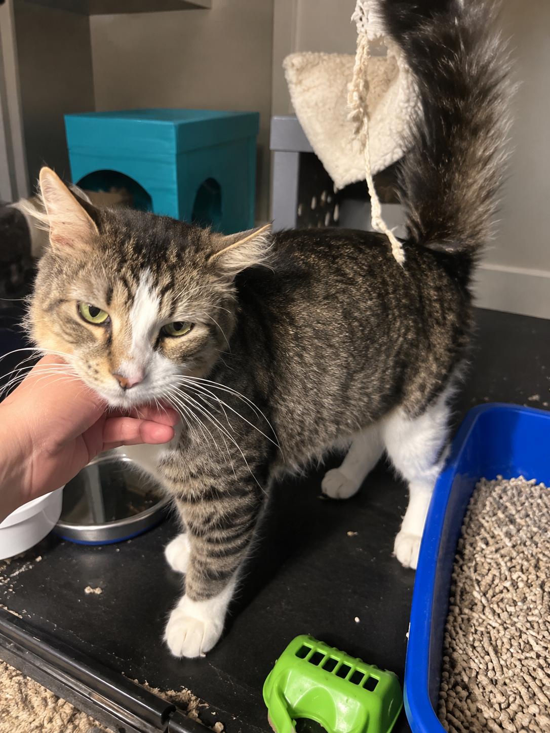 Enlarge Kenny, a Adoptable Domestic Medium Hair in Bloomfield, NJ image 3/6