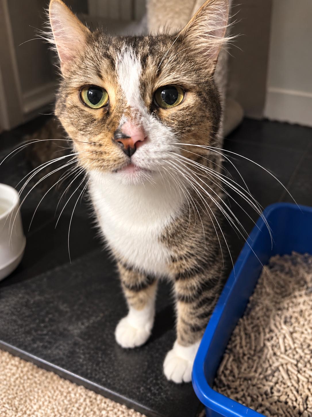 Enlarge Kenny, a Adoptable Domestic Medium Hair in Bloomfield, NJ image 2/6