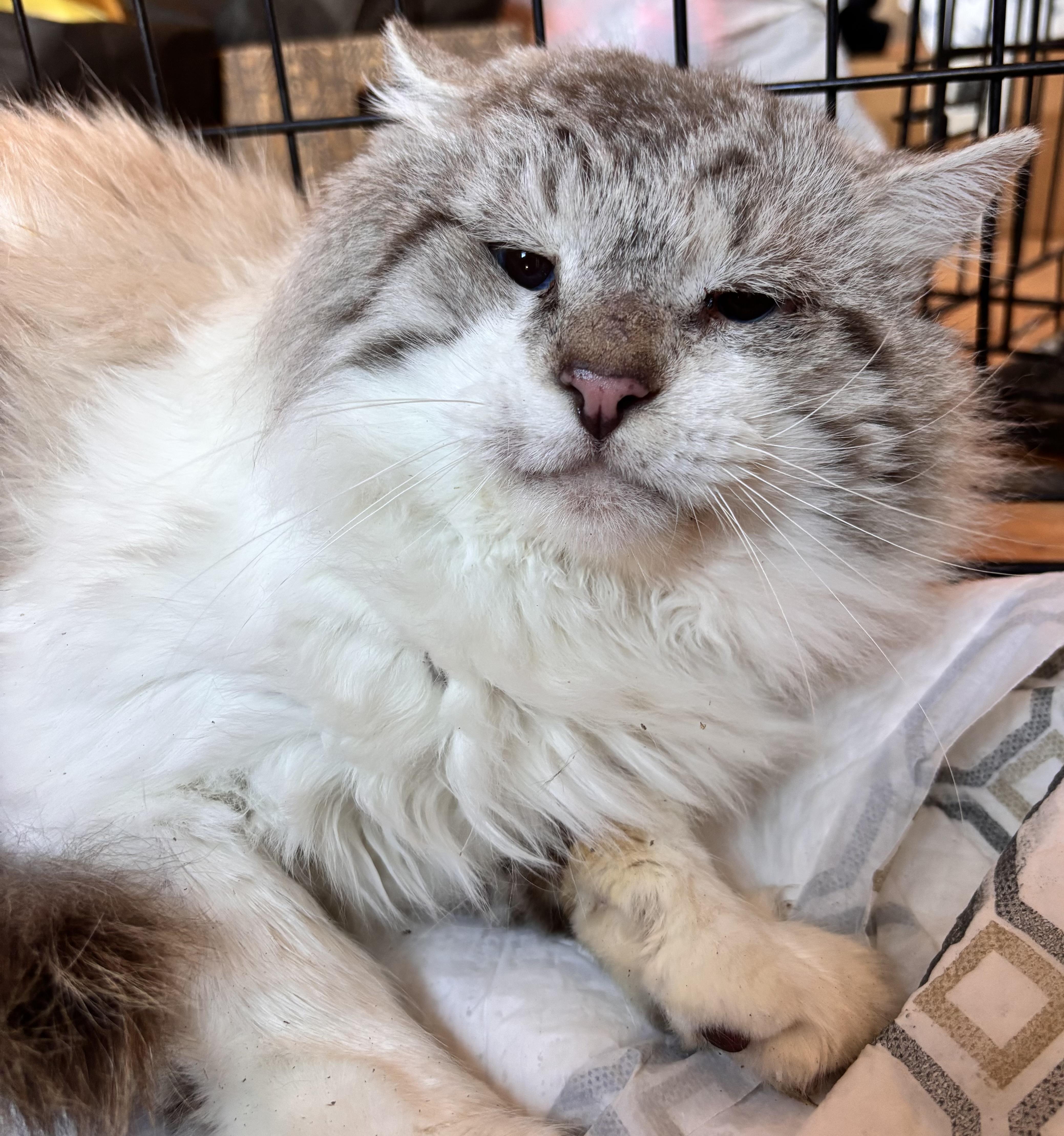Monty, Adopted, Adult Male Ragdoll.